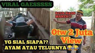 VIRAL KANDANG AYAM || DI GREBEK PEMILIK