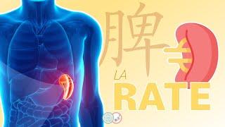 #9 - La RATE en Médecine Traditionnelle Chinoise