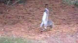 Squirrel Fishing