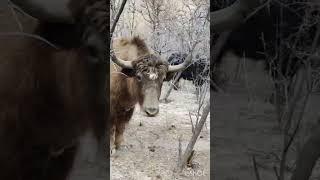 Dangerous Yak #youtubeshorts #shorts #short #yak