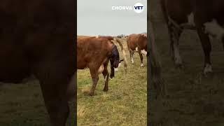 CHORVA SIGIRLARNI TUG'ISH JARAYONI.CATTLE BIRTH PROCESS.ПРОЦЕСС РОЖДЕНИЯ КРС. मवेशी जन्म प्रक्रिया.