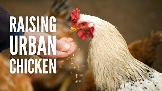 Urban Chickens: A Quick Guide on Raising Backyard Chickens