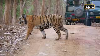 Panna's Tiger Reborn - A Tale of Protection and Hope | World Wildlife Day | 3 Mar, 4 & 7 PM | EPIC