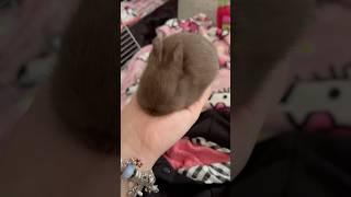 Feeding a baby bunny#bunnies#babybunny#animallover#bunnyshorts#netherlanddwarf#bunny#petbunny#pets