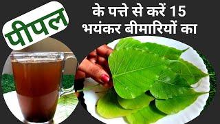 Treat 15 dangerous diseases with Pipal leaves. Benefits of Pipal. Benefits of Pipal leaves. Pipal rice.