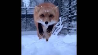 The fox jumps and bites your nose