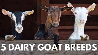 5 Breeds of Dairy Goats for your Homestead