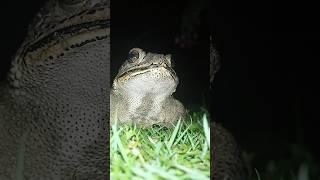 frog sound #shortvideo #frogs