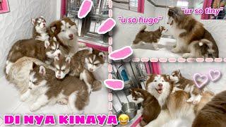 Hercules Finally Meet His Pups! | KINULIT SYA NG BONGGA! | VLOGMAS ‘22 Day 13 | Husky Pack TV