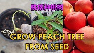 How to Grow Peach Tree from Seed Easily at Home | Seed Germination | No Cold Stratification (桃核种桃树)