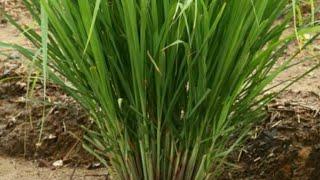 How to Care For Lemon Grass | Prune lemon grass for maximum harvest