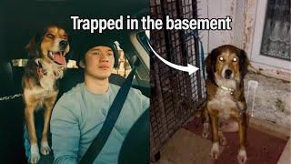 They Kidnapped My Dog