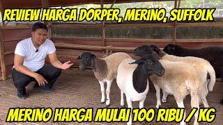 REVIEW HARGA DOMBA DORPER, SUFFOLK, AWASSI, MERINO HARGA MULAI 100 RIBU / KG DI SLAWE FARM MOJOKERTO