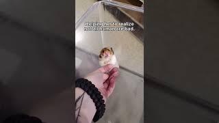 This guy helps a scared hamster #animals #hamsters #caring #shorts