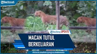 Viral Macan Tutul Nusakambangan Berkeliaran BKSDA Sebut Tak Serang Manusia