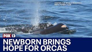 Newborn brings new hope for orcas in Puget Sound | FOX 13 Seattle