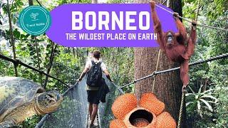 Borneo: You need to go here! | Orangutans, Turtle Island, Bako, Mulu, Kinabatangan