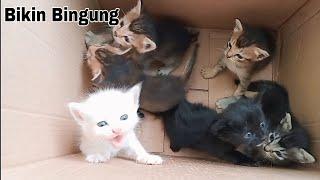 Suara Kucing meong-meong