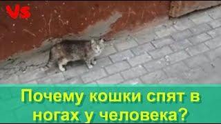 Почему любимые кошки спят в ногах у человека?