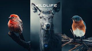 Wildlife Photography Presets - Lightroom Mobile Preset Free DNG | Dark Blue Presets