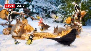 24/7 LIVE Holiday CAT TV NO ADS Pretty BIRDS & Precious SQUIRRELS at Winter Wonderland Snow Party