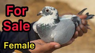 Racing Pigeon Sale | Racer Pigeons For Sale in Pakistan 2024