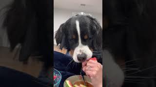 Mousse eats Watermelon