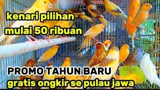 Update!! Harga kenari terbaru di kios hanif bird shop/ kota malang