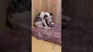 Попугай  и Собака  Parrot vs Dog  #shorts #tiktokvideo #parrot #попугай