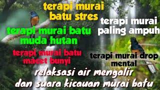 terapi murai batu stres ,murai batu drop mental dan murai batu muda hutan