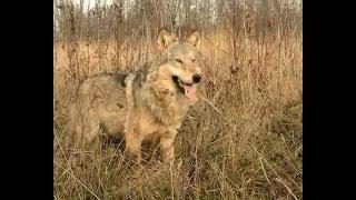 В сезон охоты в Каневском районе застрелили 10 волков