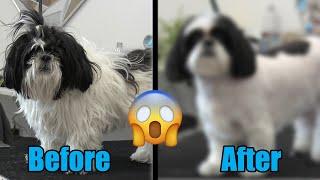 Matted Shih Tzu Shave Down Grooming | Amazing Transformation !