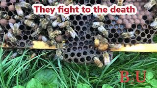 Queen bees fight to the death