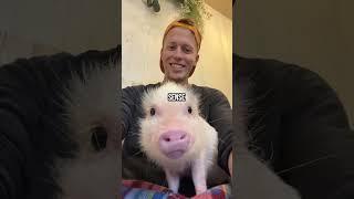 Visiting the DIRTIEST CAFE in Tokyo! (Pig Cafe) #shorts