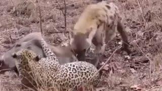 Terrifying Leopard and Hyena Assault on Warthog