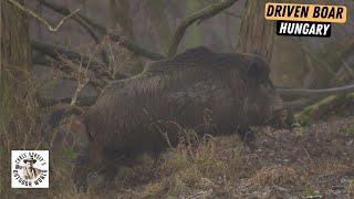 Epic Driven Boar Hunting in Hungary