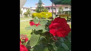 Sarai Saleh//GGDC Sarai Saleh Haripur//Train//Flowers//Garden//Tabsvideography