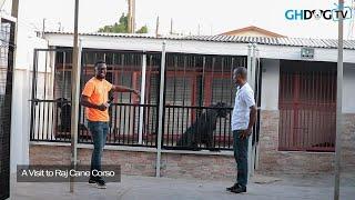 A visit to Raj Cane Corso Ghana | This big kennel is filled with top quality Cane Corsos