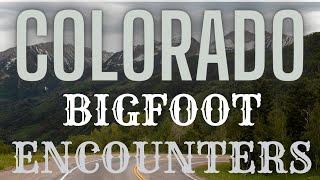 COLORADO BIGFOOT ENCOUNTERS | JUVINILLE ENCOUNTERS