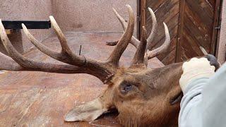 HOW TO CLEAN A TULE ELK SKULL