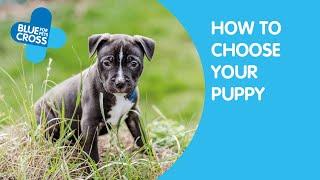 How To Choose Your Puppy | Blue Cross