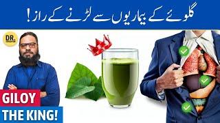 Giloy: Jism Ki Har Bemari Se Nijat! Guduchi/Giloe/Giloy Benefits | Dr. Ibrahim