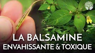 La balsamine : toxique et envahissante !