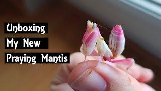 Unboxing New Pets! Orchid Mantis + Giant Dead Leaf Mantis
