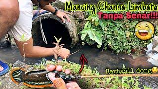 Mancing Channa Limbata tanpa menggunakan Senar, malah dapat banyak, Seru !!!