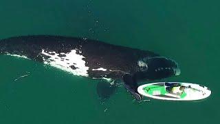 Whale Gently Pushes Paddleboarder With Fin