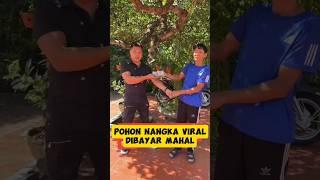 Pohon nangka viral #inspirasibonsai