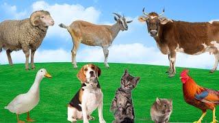 Farm Animal (Part 3) - Duck, Cow, Dog, Chicken, Cat, Goat - Animal Adventure