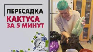 Как пересадить кактус за 5 минут - легко и просто. Пересаживаем растения без усилий и хлопот.