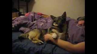 Best Funny Videos - Pat the the dog belly